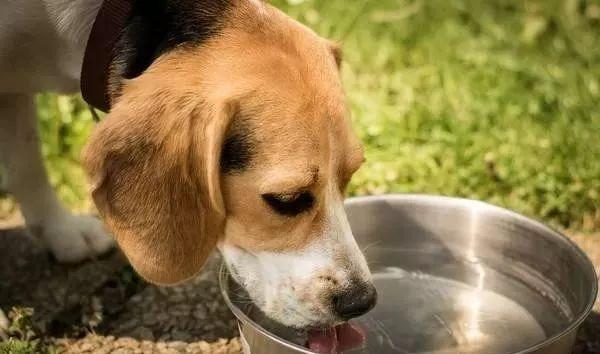 狗狗的水分需求，了解狗狗喝水的重要性